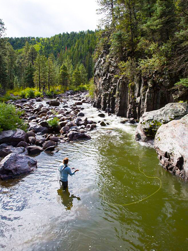 Man fly fishing in river in waders with boulders on shore and pine trees