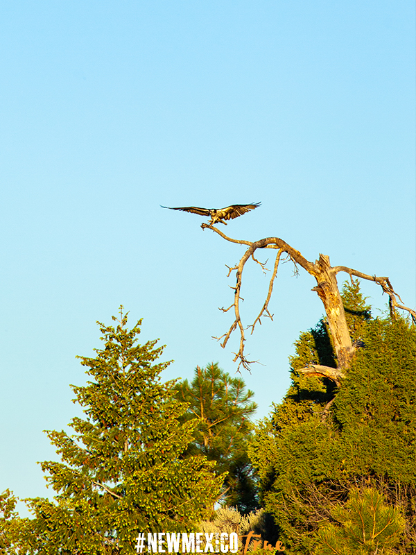 Osprey bird in pine tree