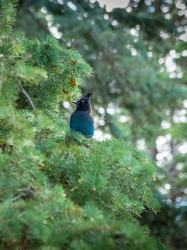 Bluejay in pine tree close up