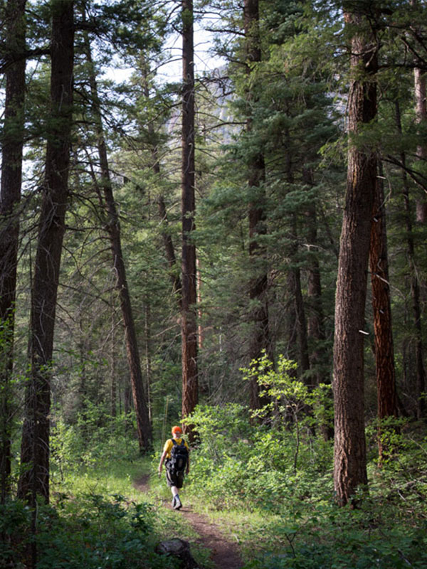 Man with hat and backpack on hiking trail and large pine trees