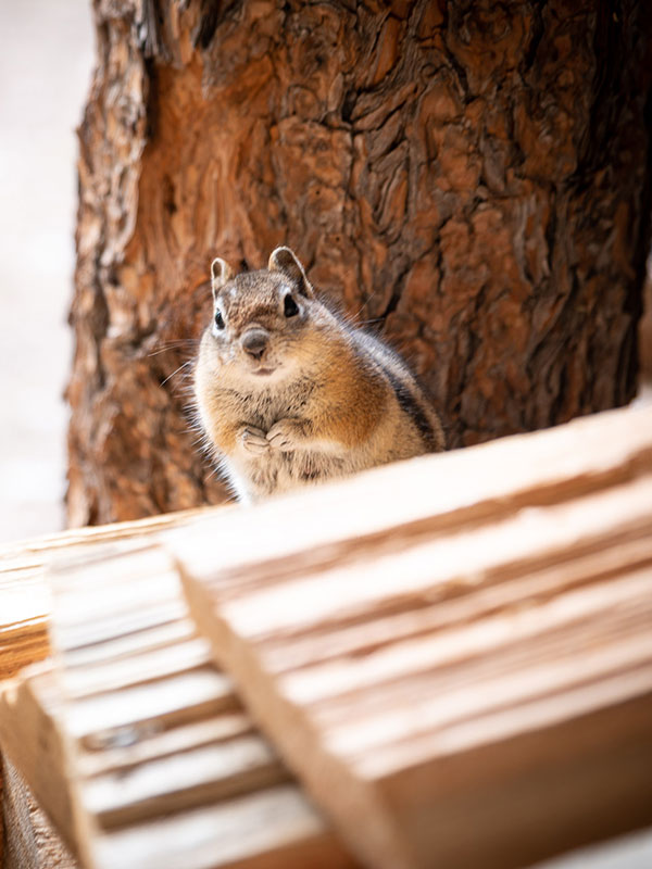 A chipmunk visiting at Corkins Lodge