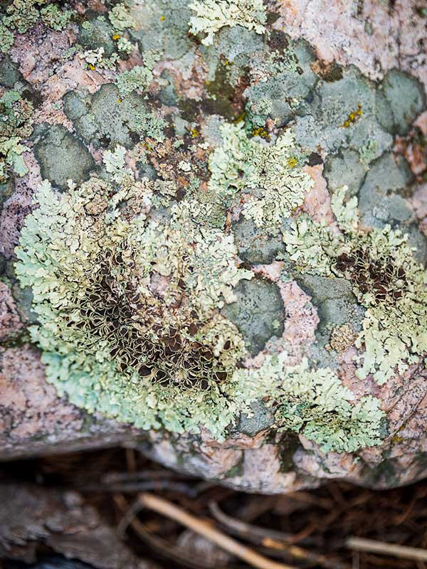 An image of lichen on the forest floor at Corkins Lodge