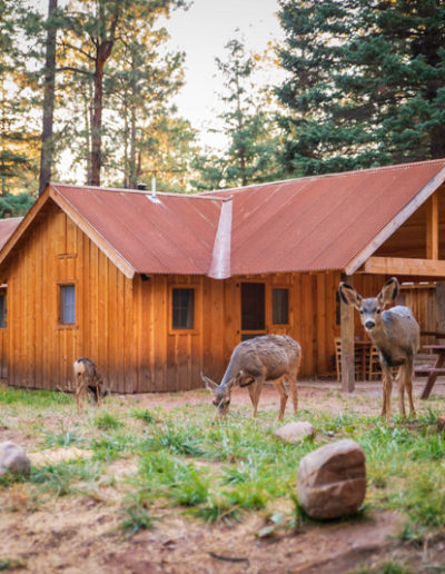 Exterior of wooden cabin with deer out front