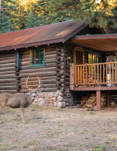 Log cabin exterior with patio deck and pine trees