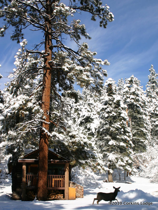 Cabin in winter with snow and large pine trees and deer