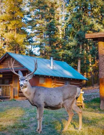 A deer standing outside of the Jonah cabin at Corkins Lodge