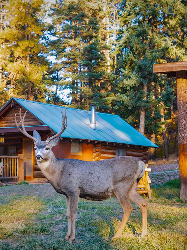 A deer standing outside of the Jonah cabin at Corkins Lodge