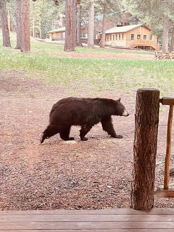 Small black bear walking by a cabin