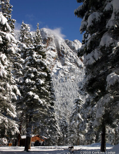 Large pine trees and ground covered with snow with snow covered cliffs in the background