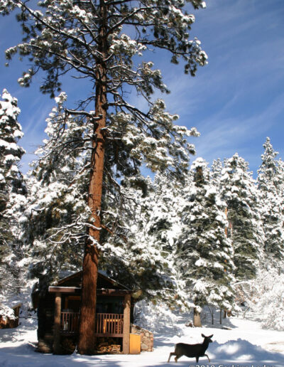 Cabin with large pine trees and deer all covered with snow