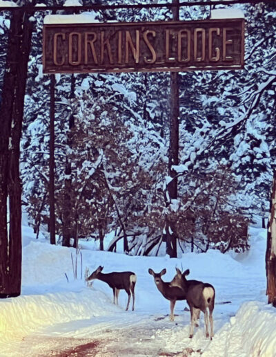 hree deer under the Corkins Lodge sign with sow on the ground and trees