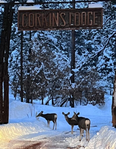 Three deer under the Corkins Lodge sign with sow on the ground and trees