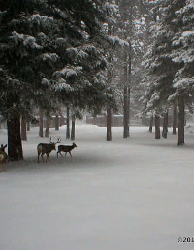 Three deer walking across snow under pine trees covered with snow