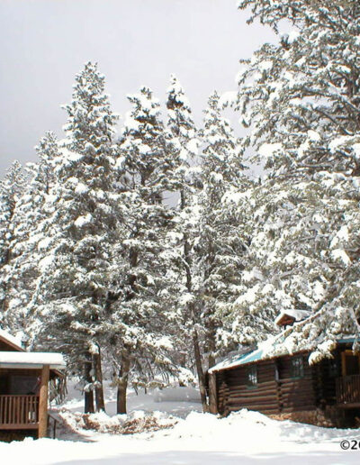 Two log cabins with snow and giant pine trees covered with snow