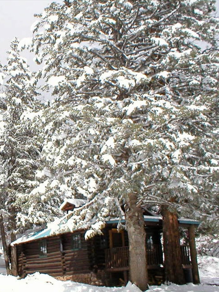 Log Cabin with snow on ground and trees