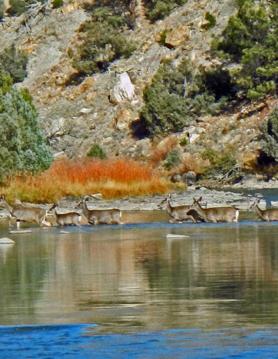 Deer crossing the Chama River
