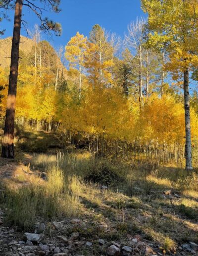 Grove of yellow aspen trees