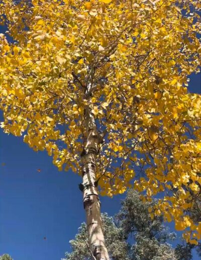 large aspen tree golden colors of leaves