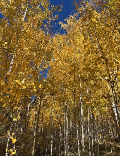 Grove of yellow aspen trees