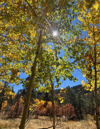 Sun shining through an aspen tree with green and gold