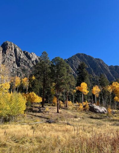 Brazos cliffs in the background with golden aspens and tall pine trees