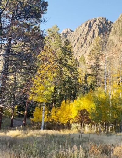 Brazos cliffs in the background with golden aspens and tall pine trees