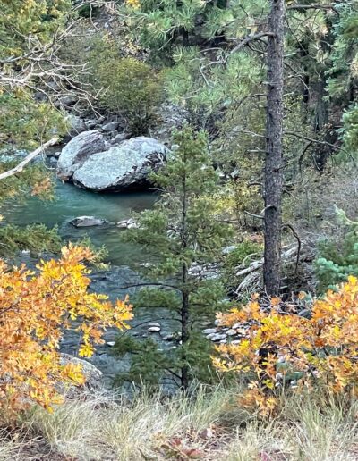 Brazos river with yellow aspen trees and tall green pine trees