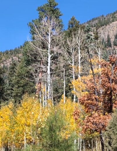 Aspen trees and pine trees