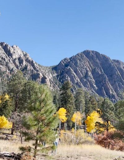 Aspen trees adn pine trees with brazos cliffs in the background