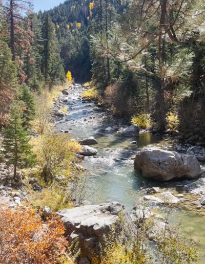 Brazos river with yellow aspen trees and tall green pine trees