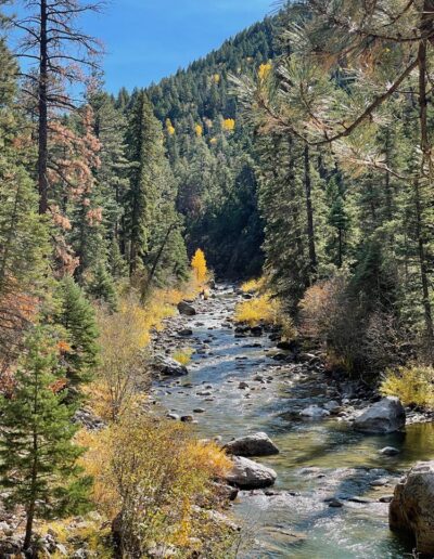 Brazos river with yellow aspen trees and tall green pine trees