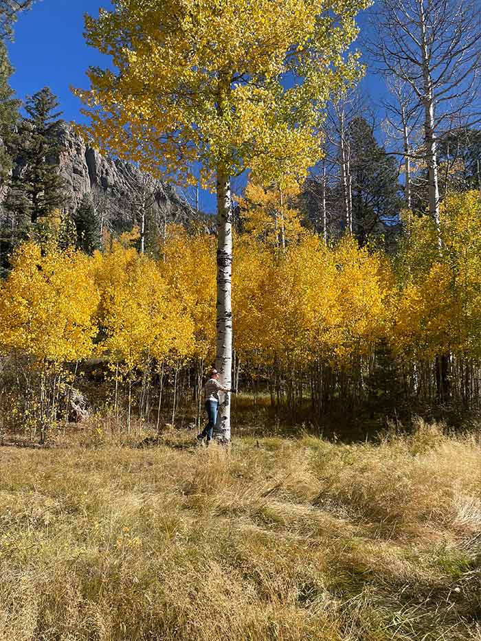 Woman hugging a large aspen tree that is golden with yellow aspens in the background
